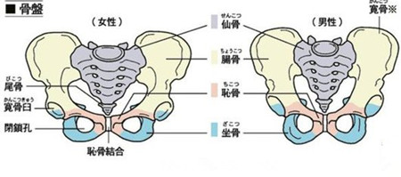 盆骨.jpg 盆骨.jpg